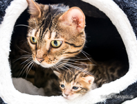 Kitten Bengal